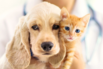 Dog and cat representing veterinary compounding services on the Gold Coast